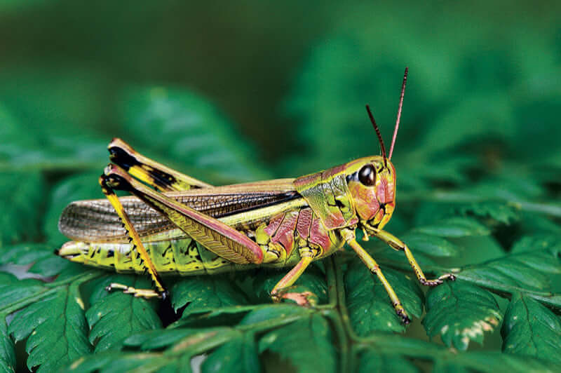 Grasshopper