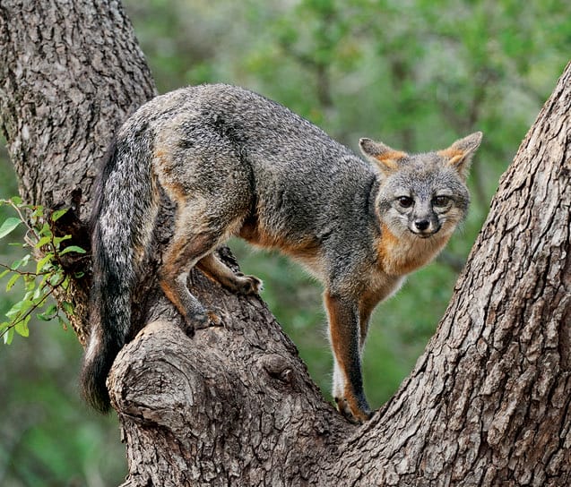 Gray Fox