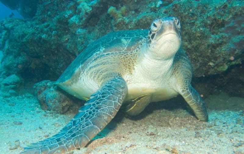Green Sea Turtle