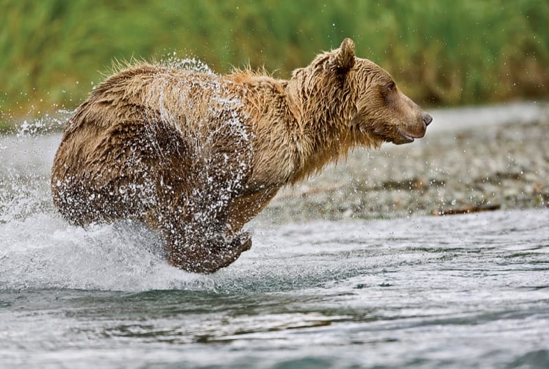 Grizzly Bear