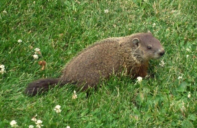 Groundhog