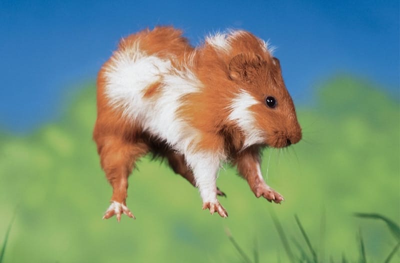 Guinea Pig