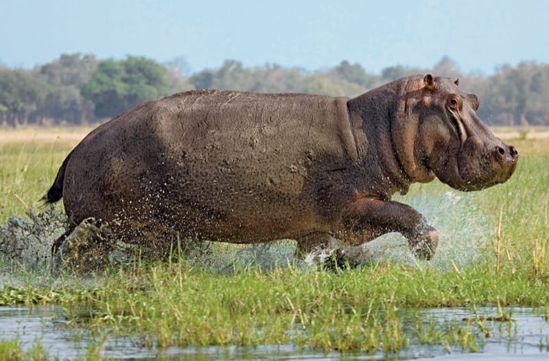 Hippo