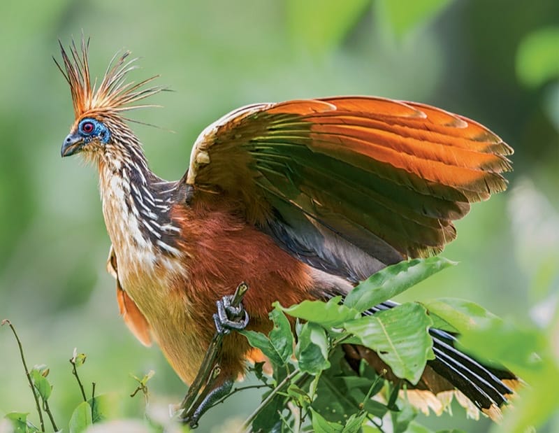 Hoatzin