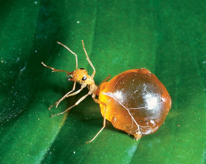 Honeypot Ant