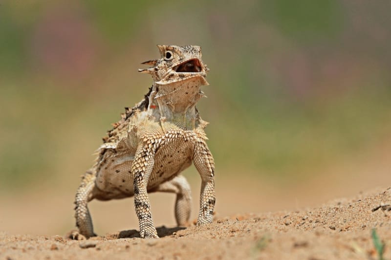 Horned Lizard
