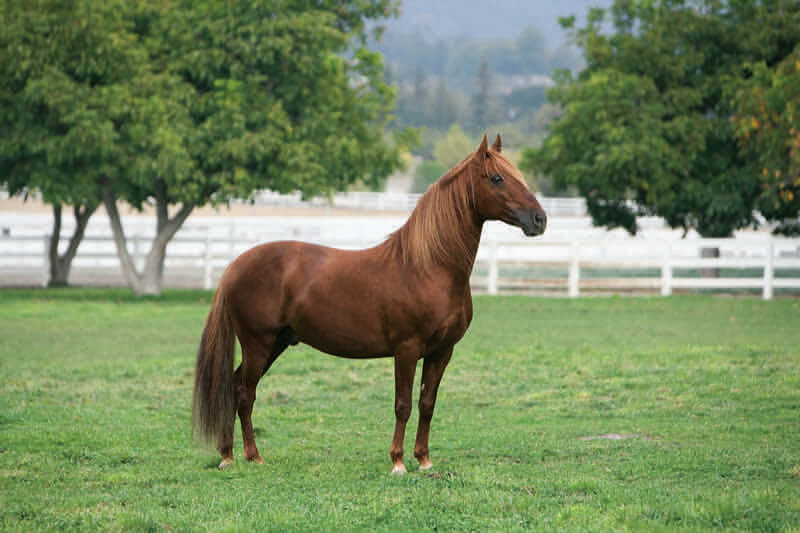 Horse