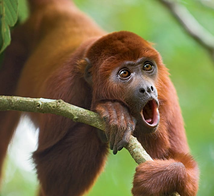 Howler Monkey