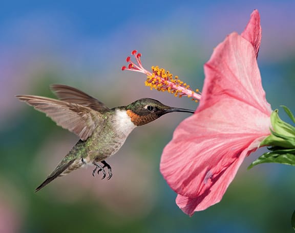 Hummingbird