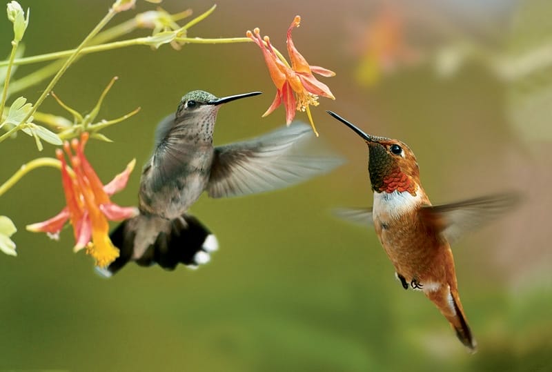 Hummingbirds
