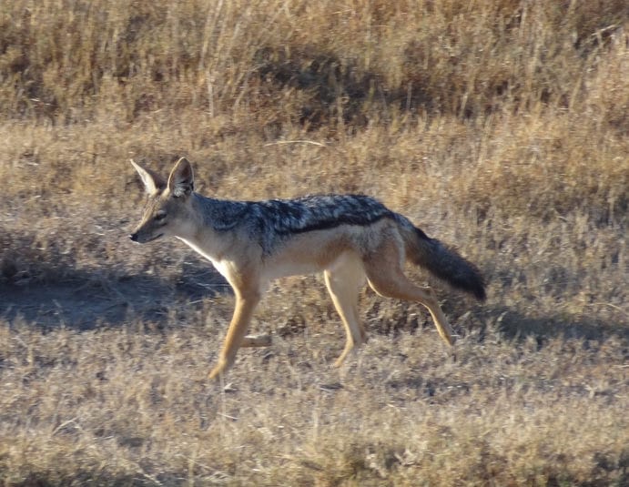 Jackal