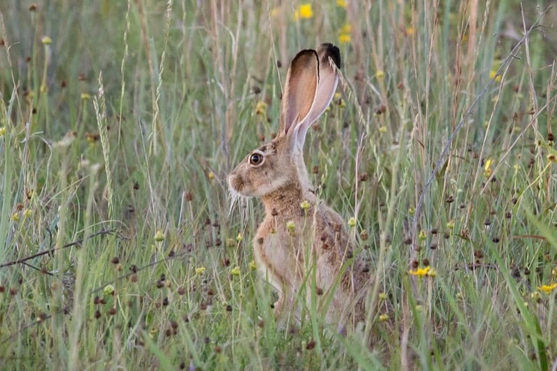 Jackrabbit