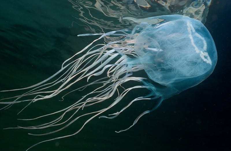 Jellyfish