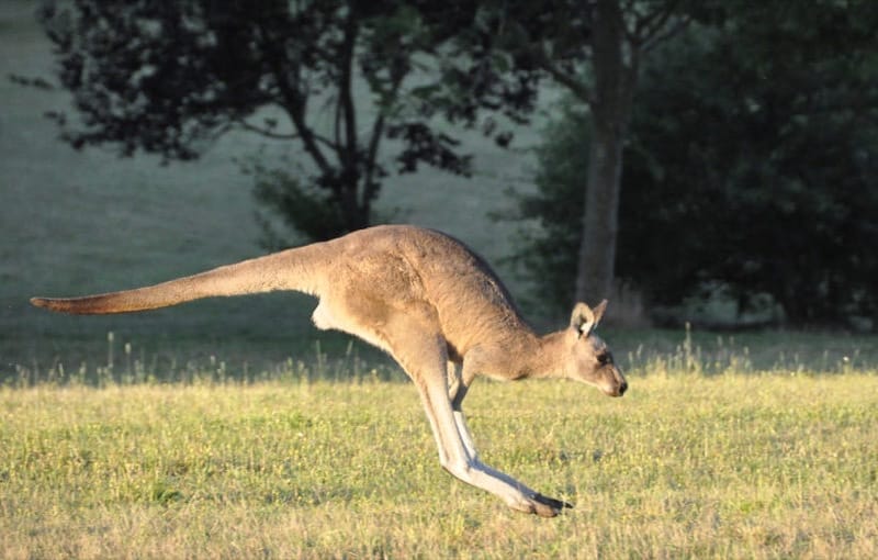 Kangaroo
