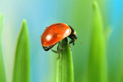 Ladybug