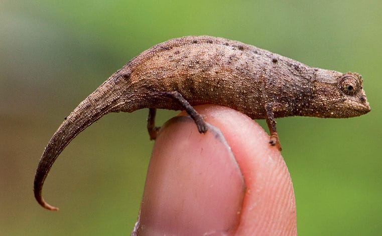 Leaf Chameleon