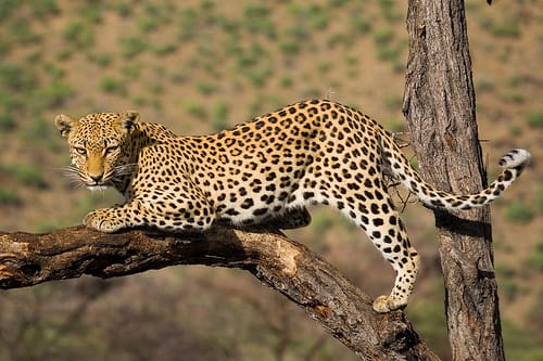 Leopard