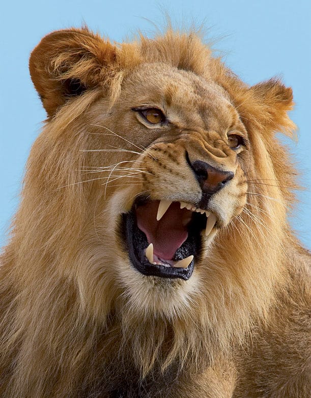 Lion