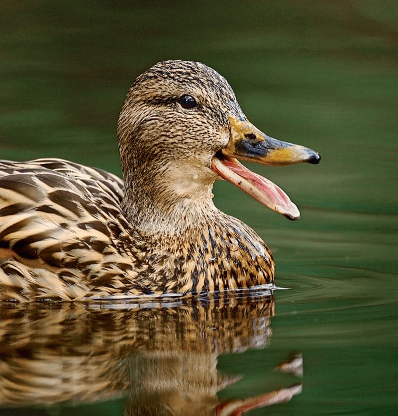 Mallard
