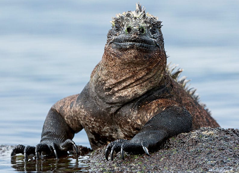 Marine Iguana