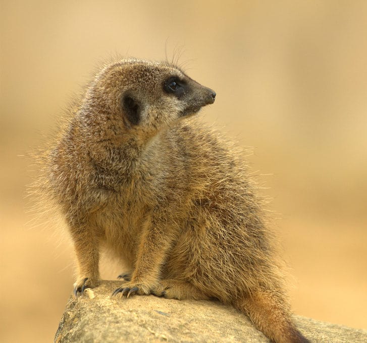 Meerkat