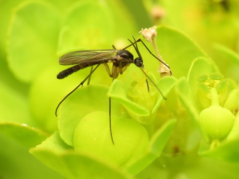 Midge