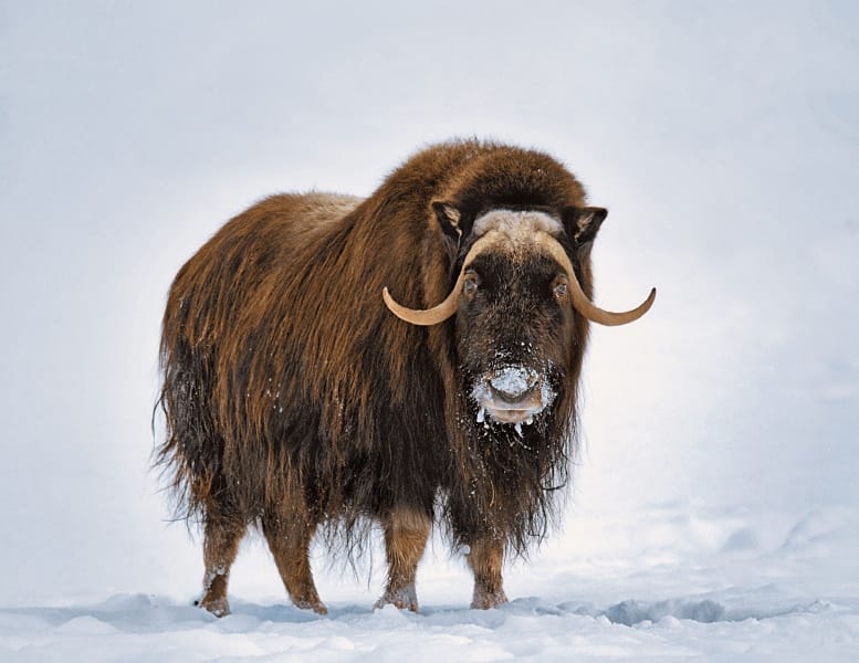 Musk Ox