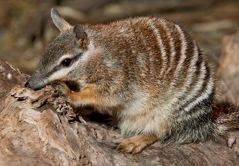 Numbat