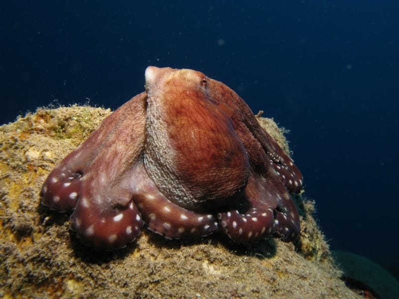 Octopus