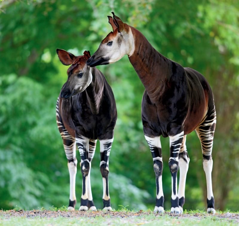 Okapis