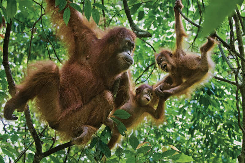 Orangutan