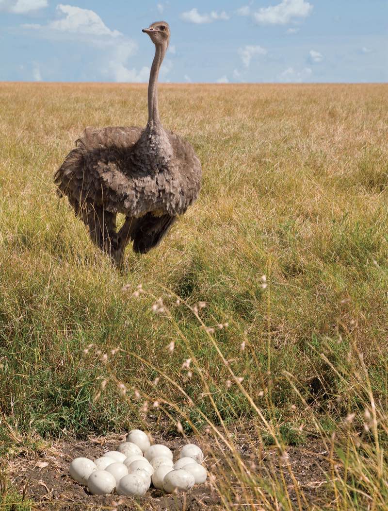 Ostrich
