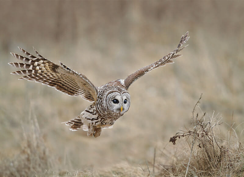 Owl