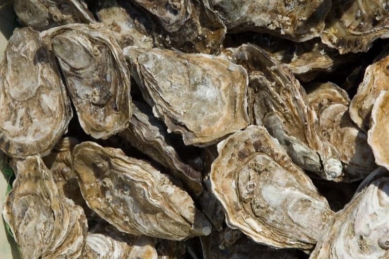 Oyster