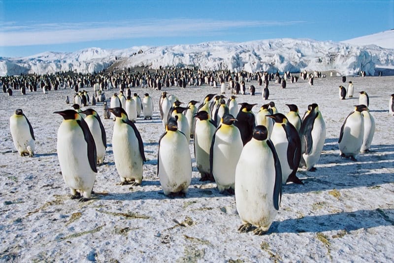 Penguins