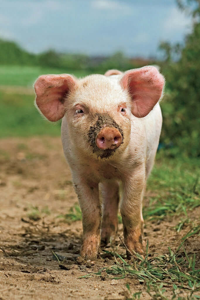 Pig