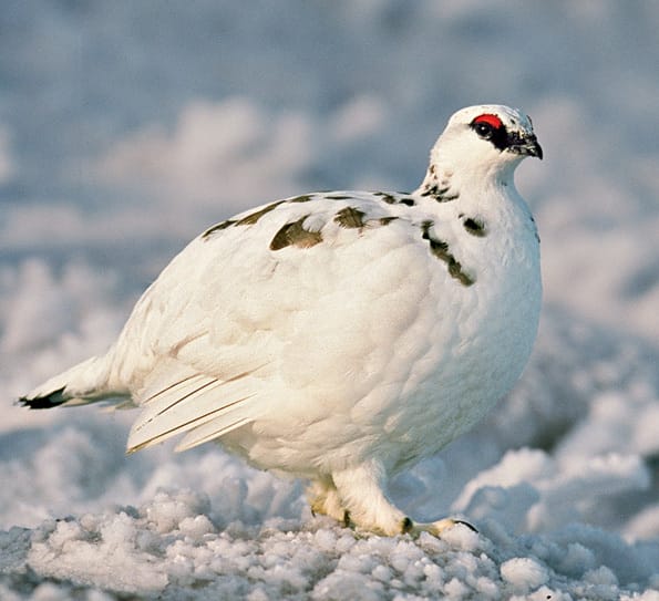 Ptarmigan