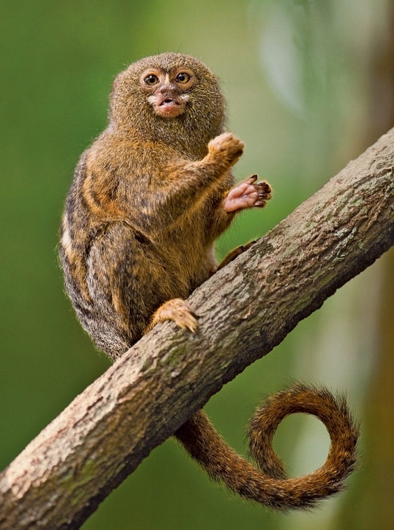 Pygmy Marmoset