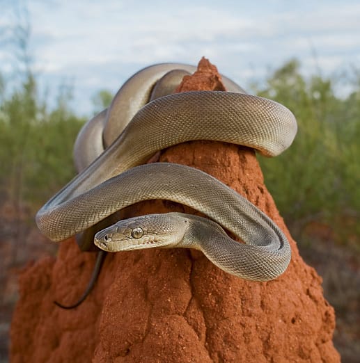 Python