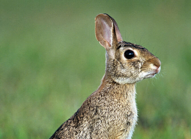 Rabbit