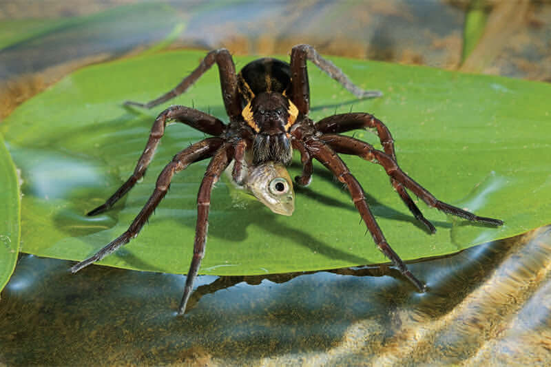 Raft Spider
