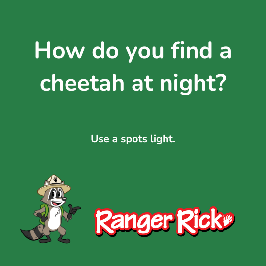 A green background with a cheetah joke: "How do you find a cheetah at night? Use a spots light."