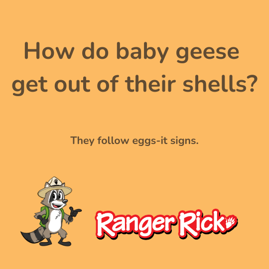 A raccoon in a hat and backpack points to a joke: "How do baby geese get out of their shells? They follow eggs-it signs."