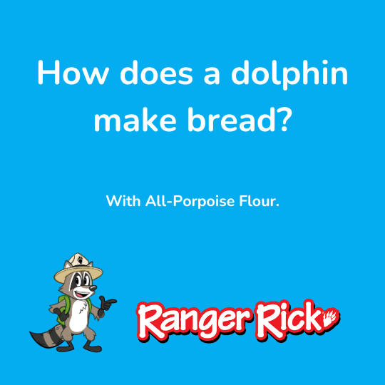 A blue background with a joke: "How does a dolphin make bread? With All-Porpoise Flour." A raccoon cartoon is in the corner.
