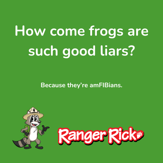A cartoon raccoon in a hat asks, "How come frogs are such good liars? Because they're amFIBians."