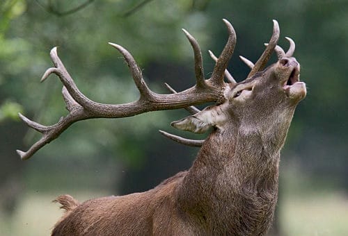 Red Deer