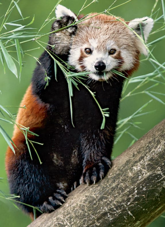 Red Panda