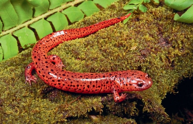 Red Salamander