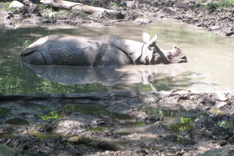Rhino