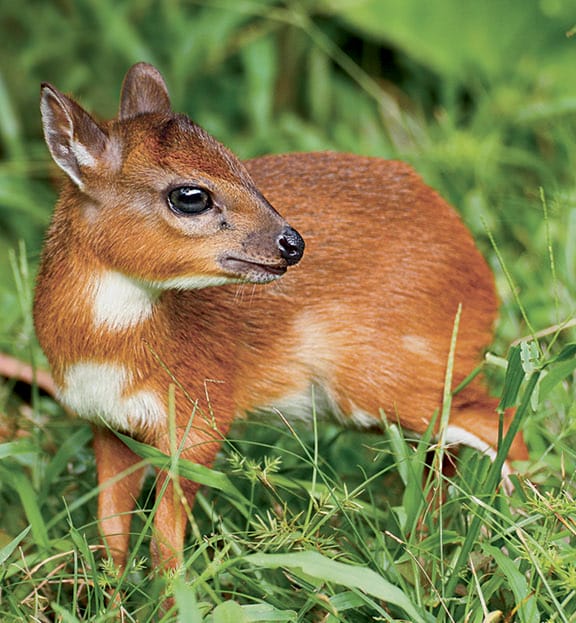 Royal Antelope